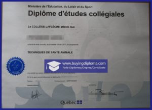 Steps to get a Quebec Diploma of College Studies certificate